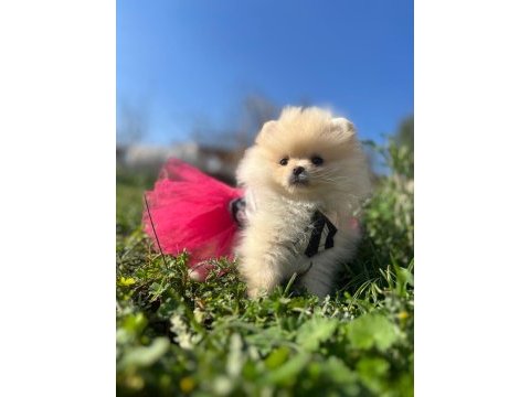 Pomeranian boo dişi ve erkek yavrular