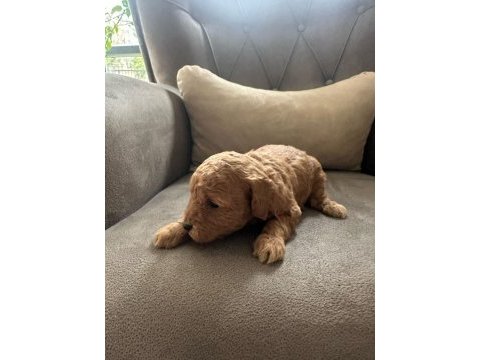 Safkan anne babadan koyu kahve toy poodle