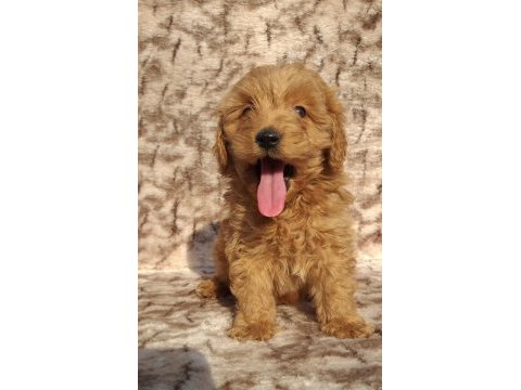 Maltipoo çikolatalı gofretler ruhsatlı çiftlik