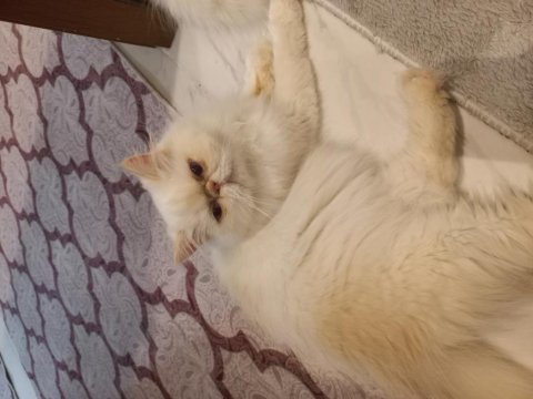 Dişi iran egzotik longhair