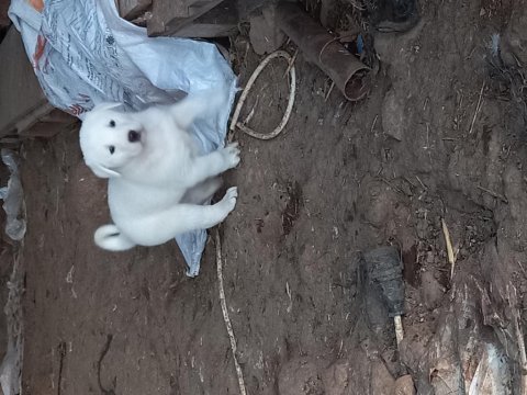 Safkan akbaş yavruları