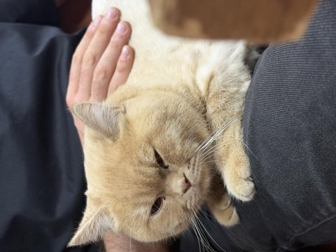 6 aylık british shorthair