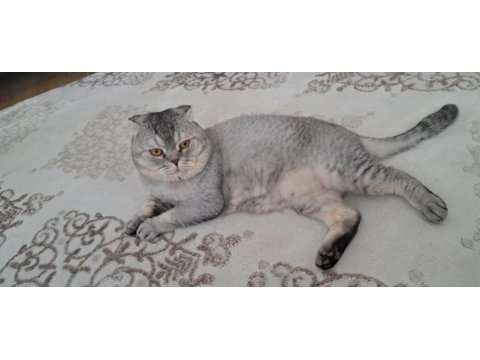 Scottish fold oğlumuza yeni yuva aranıyor