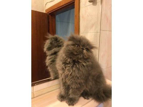 Scottish straight longhair erkek ve scottish fold shorthair