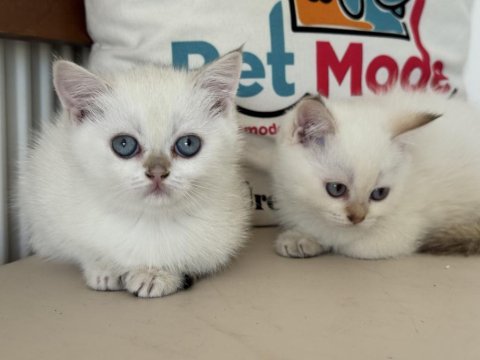 Yasal ruhsatlı çifrlikde ziyarete açık british shorthair