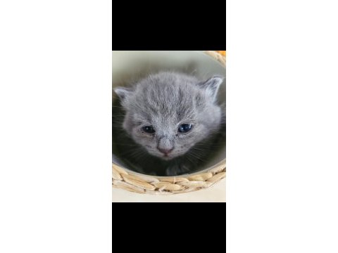 Yavru british shorthair