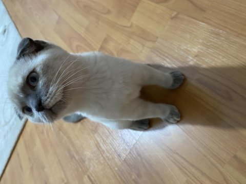 Scottish fold blue point