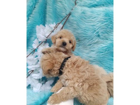 Irk ve sağlık garantili maltipoo bebeklerimiz