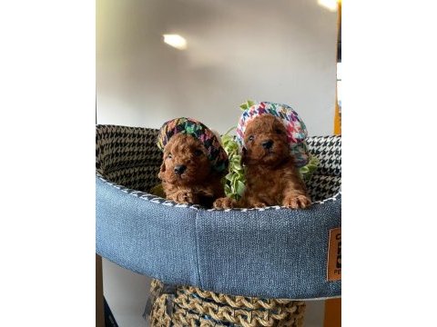 Kilo ve boy garantili poodle