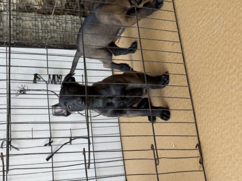 Romanya kan hattı malinois yavrular