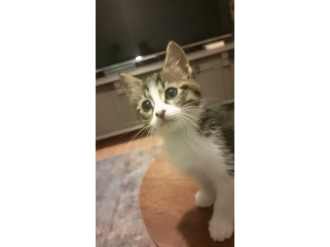 Ücretsiz sahiplendirilecek kedilerimiz