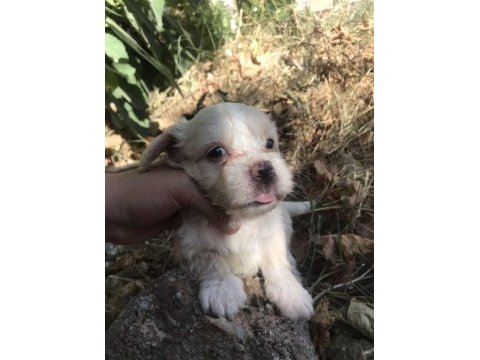 Terrier maltese- albino rus finosu melezleri