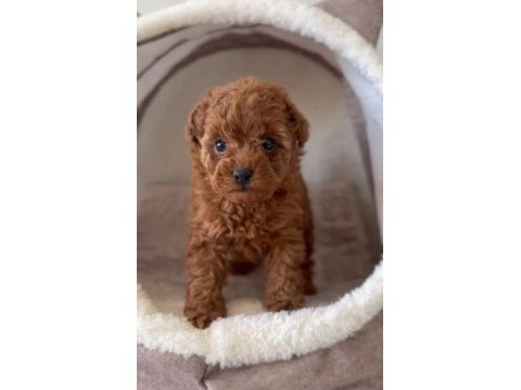 Erkek dişi toy poodle bebekler 