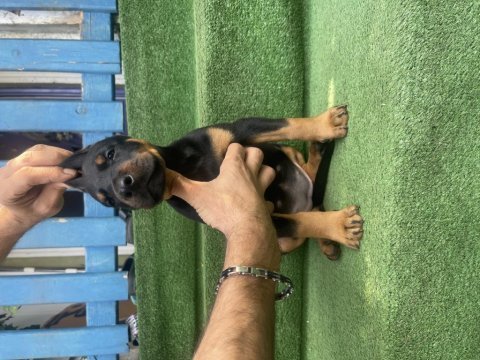 Saf kan dişi ve erkek doberman