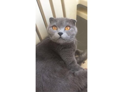 Minik prenses scottish fold