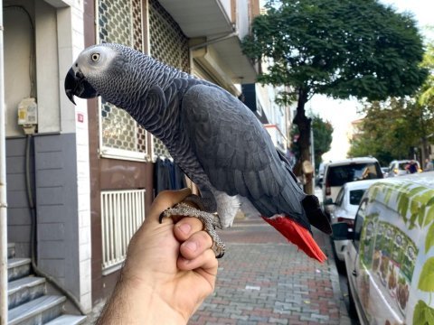 200 kelime konuşan geveze jako papağanı