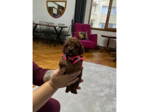 Toy poodle köpeğimiz