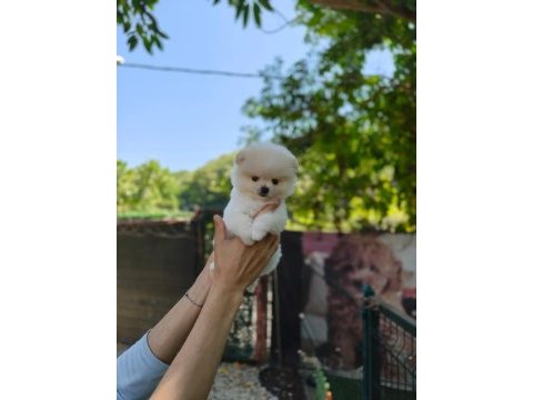 Ayıcık surat pomeranian