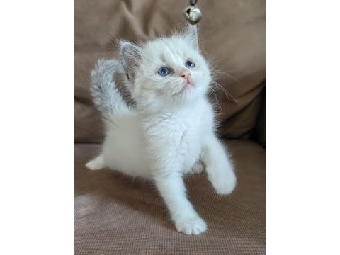 Secereli ragdoll yavrular