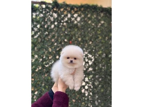 Pomeranian boo çiftliğimizden özel yavrular