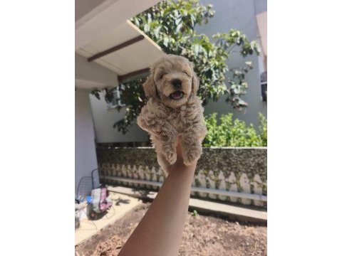Maltipoo yavrularımız