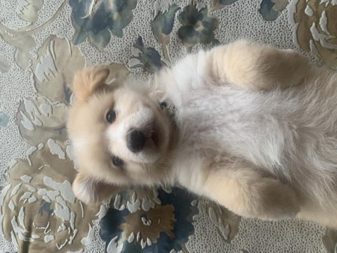 Ücretsiz sahiplendirme köpeğimiz