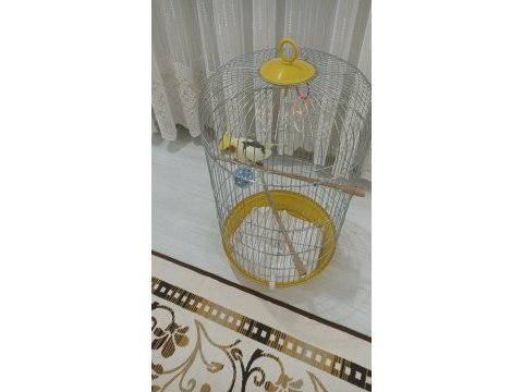 Erkek 1 yaşında sultan evcil hayvan ev kuşu