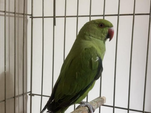 4 aylık yavru pakistan papağanı kafes seti ile verilecek