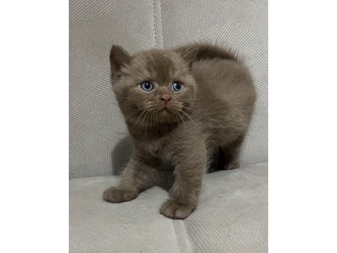 Cinnamon british shorthair