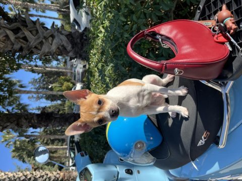 Chihuahua çok sevimli