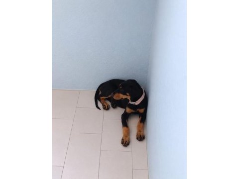 Ebeveyn fotoğraflı showclass doberman yavrumuz