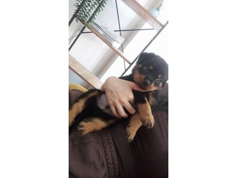 Yavru rottweiler üç aylık
