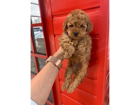 Toy poodle puppy sağlık ırk garantili