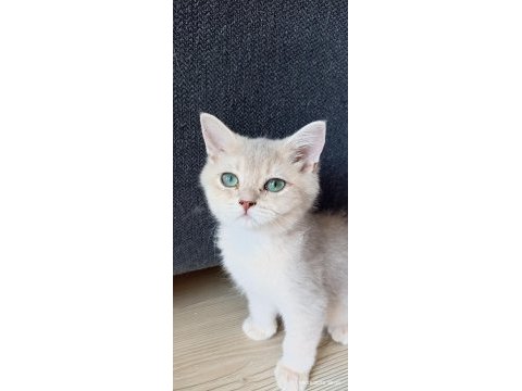 Safkan british shorthair dişi yavrumuz