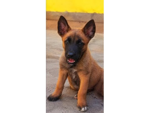 Malinois yavrularda son nokta