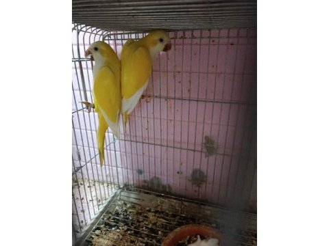 Lutino monk garantili takım citas belgesi mevcut
