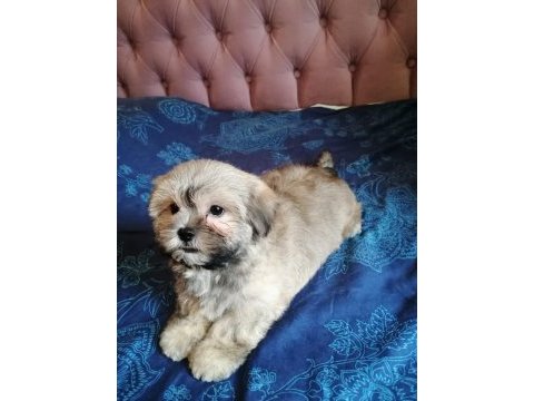 Tamamen evcil shih tzu yavru sahiplendirme