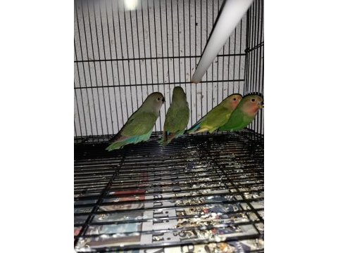 Yavru sevda papağanları