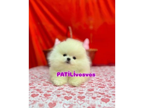 Patilivosvos pamuk şekerleri pomeranian köpekler