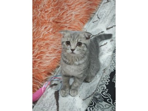Kırık kulak scottish fold 6 aylık