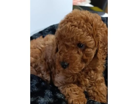 Biblo kızıl toy poodle