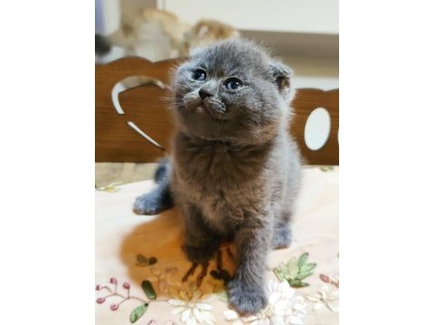 2 aylık dişi british shorthair yavrular ailelerini arıyorlar