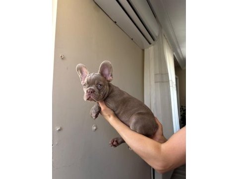 Egzotik french bulldog yavrular