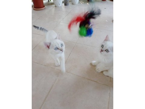 2 dişi 3 erkek 55 günlük yavru british shorthair bebekler