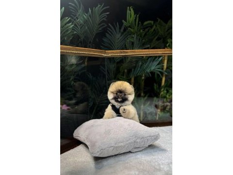 3 aylık erkek pomeranıan teddy