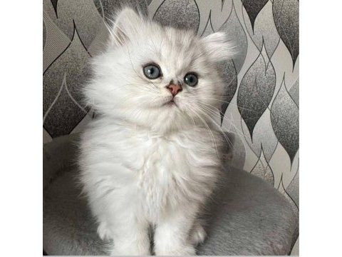 Saf kan british longhair