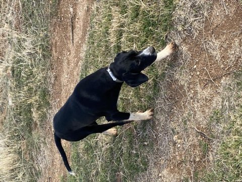 1 yaşında av köpeği
