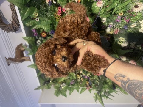 Efsane poodle yavrularımız