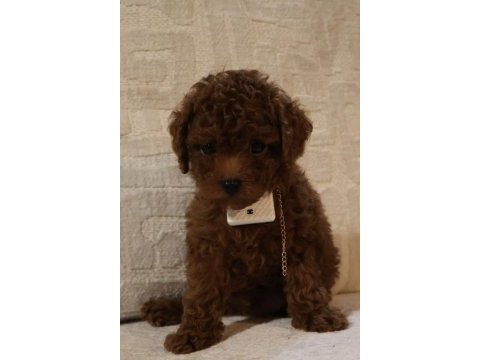 Kore poodle bebeklerim teslime hazır