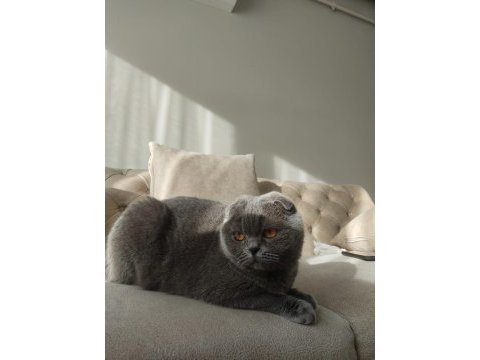 Scottish fold çok uysal prensesimiz